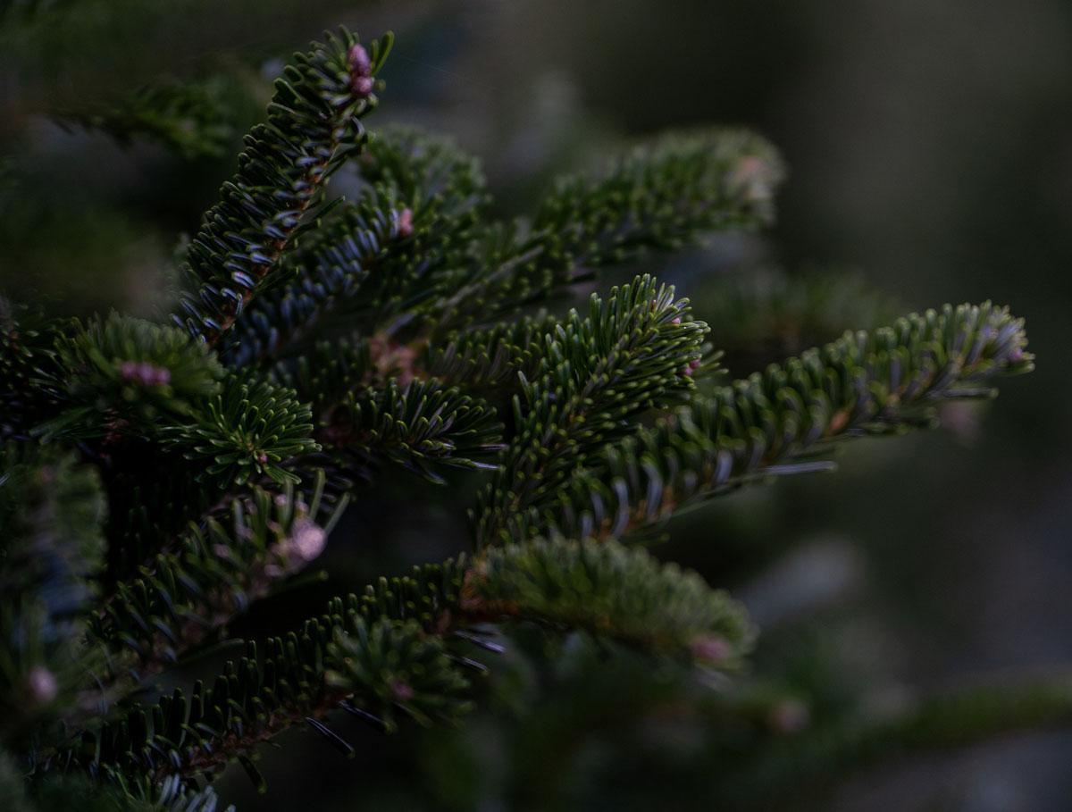 Recycle your real Christmas tree on bin day Banbury FM